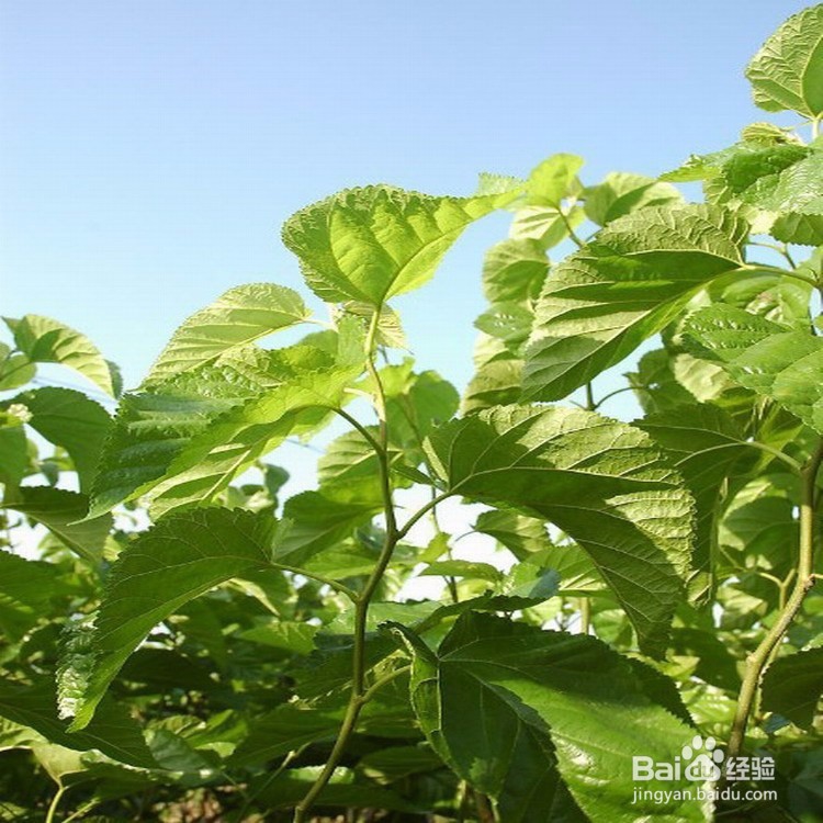 还在为脱发发愁吗，秃顶的福音来了！