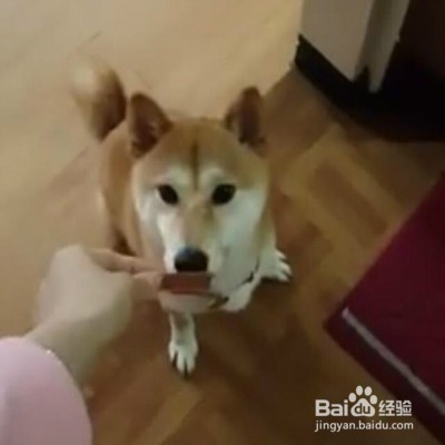 柴犬不喜欢上厕所怎么办