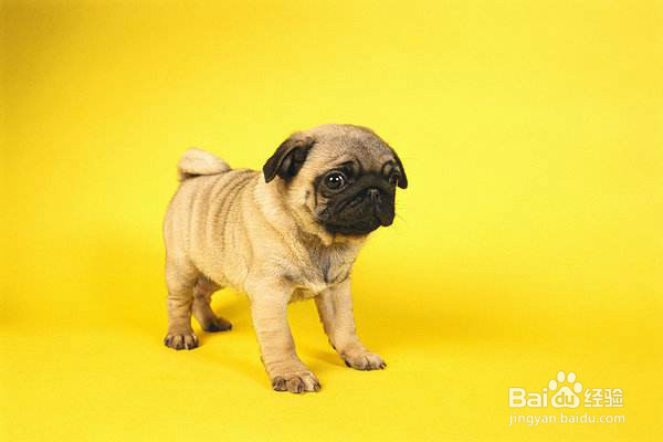 狗狗螨虫除去最快方法