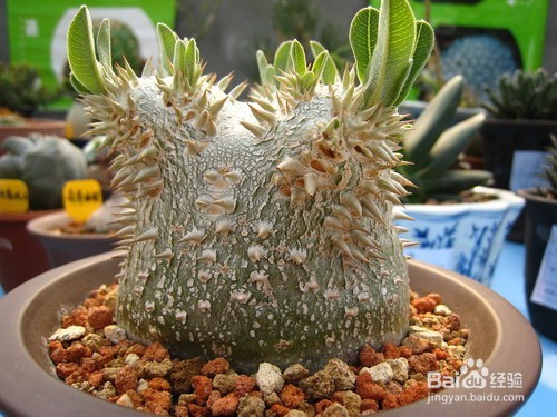 多肉植物惠比须笑怎么养