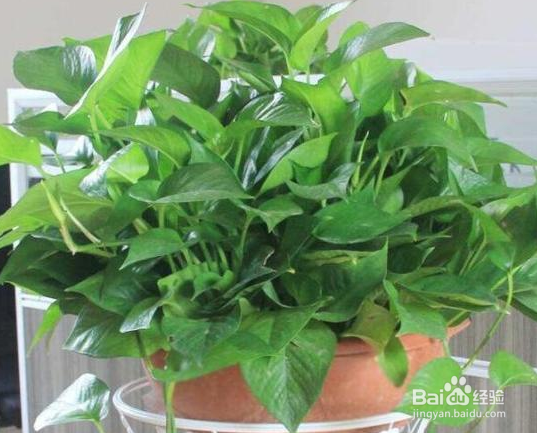 冬天养绿萝的小妙招