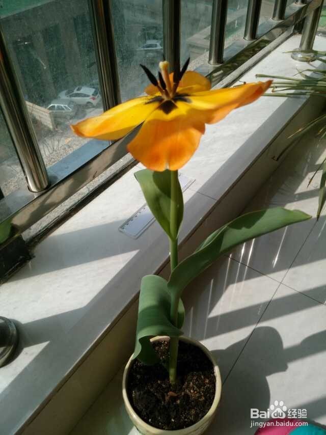 在阳台种植郁金香的生长过程