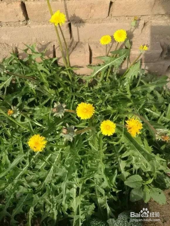 “长寿菜”别出门挖了，阳台种一点，够吃大半年