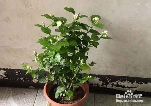 茉莉花养护技巧，叶子茂盛开花多，芳香四溢