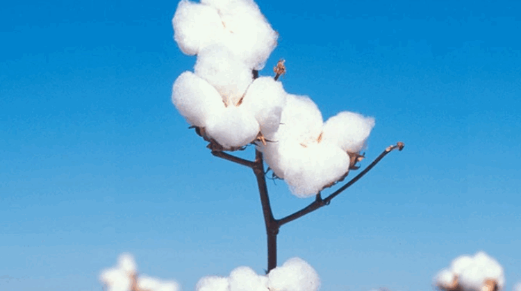棉花衣分是什么意思啊