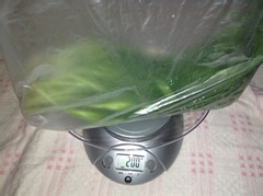 开春菜之炒合菜