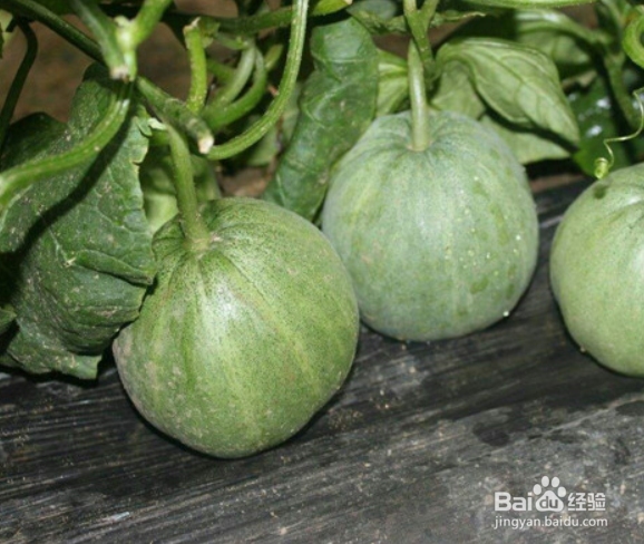 甜瓜种子的催芽方法及步骤