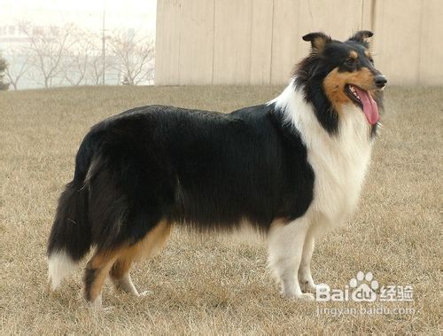 狗狗最忌食的食物？