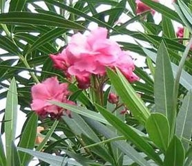 室内植物摆放注意事项！