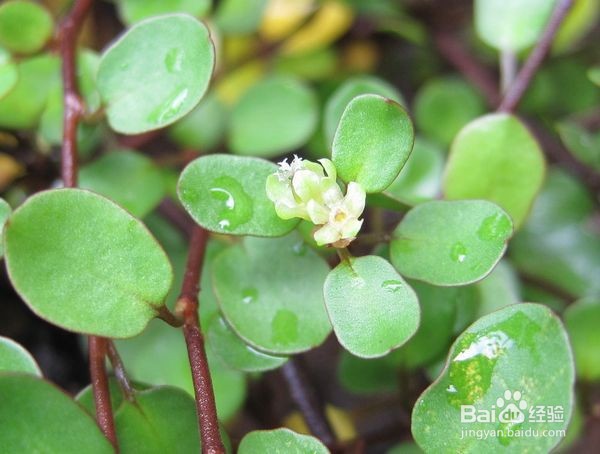 千叶吊兰怎么繁殖