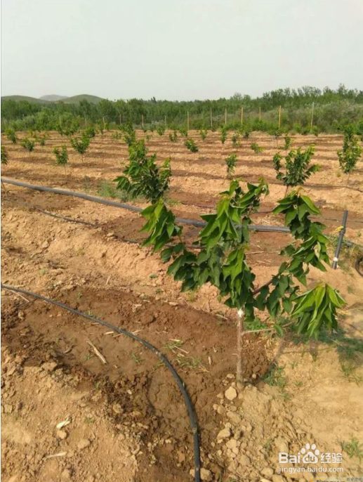 新栽樱桃树怎么浇水