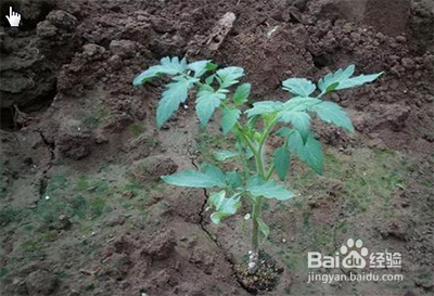 缓苗期如何浇水