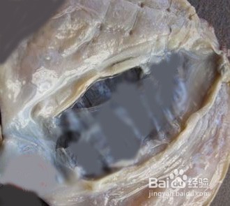 海鲜处理有妙招之一（墨鱼干）