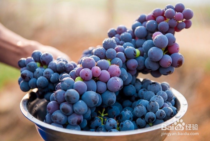 怎么样挑选出好的葡萄？