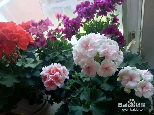 春天窗台养2种花，2个月开成“小花园”！