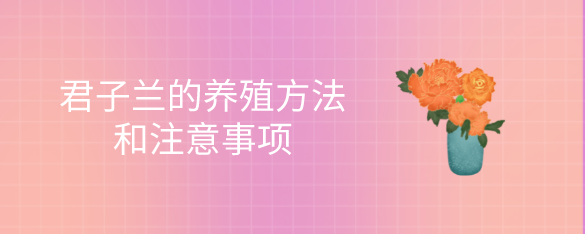 君子兰的养殖方法和注意事项