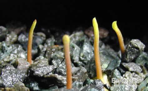 把水果核变成杯子里的小森林