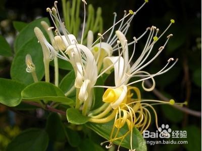 如何认知金银花的功效