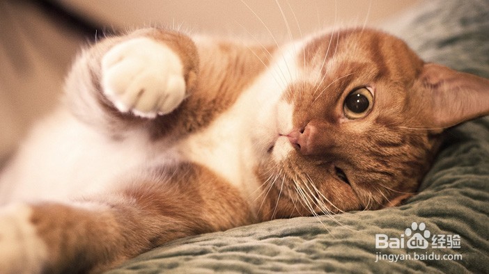 如何解读猫咪的这6个行为?