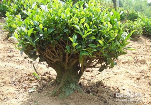 茶树用什么方法嫁接比较好