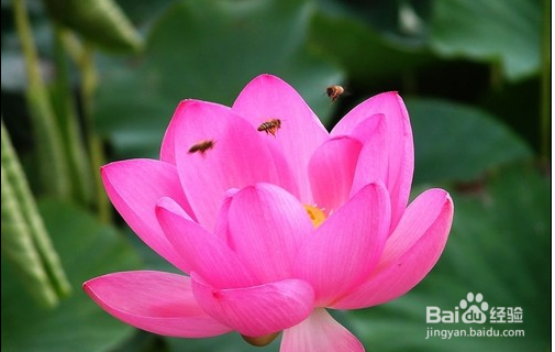 拍摄荷花有哪些不错的角度