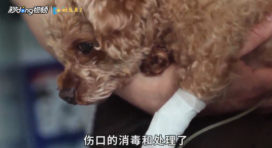 家里养狗怎么除异味