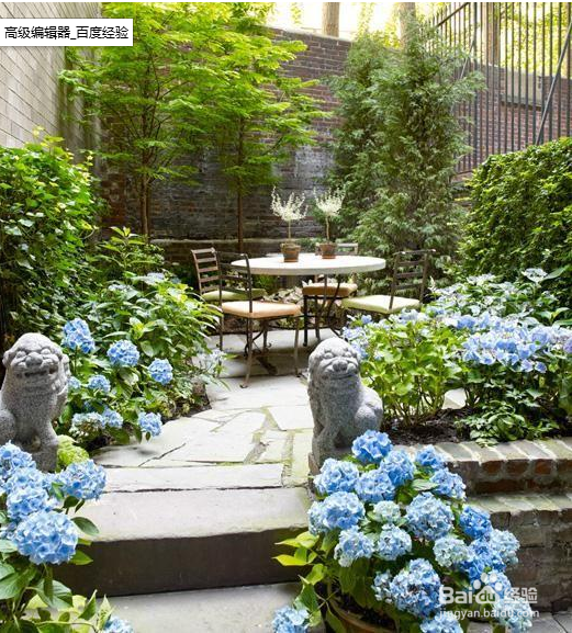 绣球花如何养殖