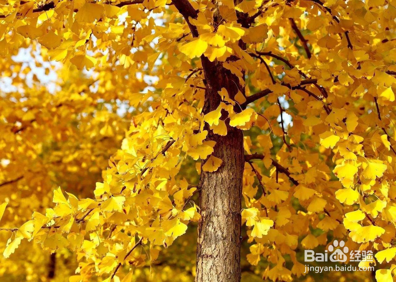 初中生物:常见的裸子植物