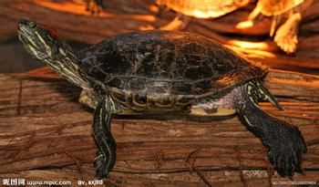 男人吃什么对身体好？