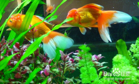 给鱼缸消毒方法