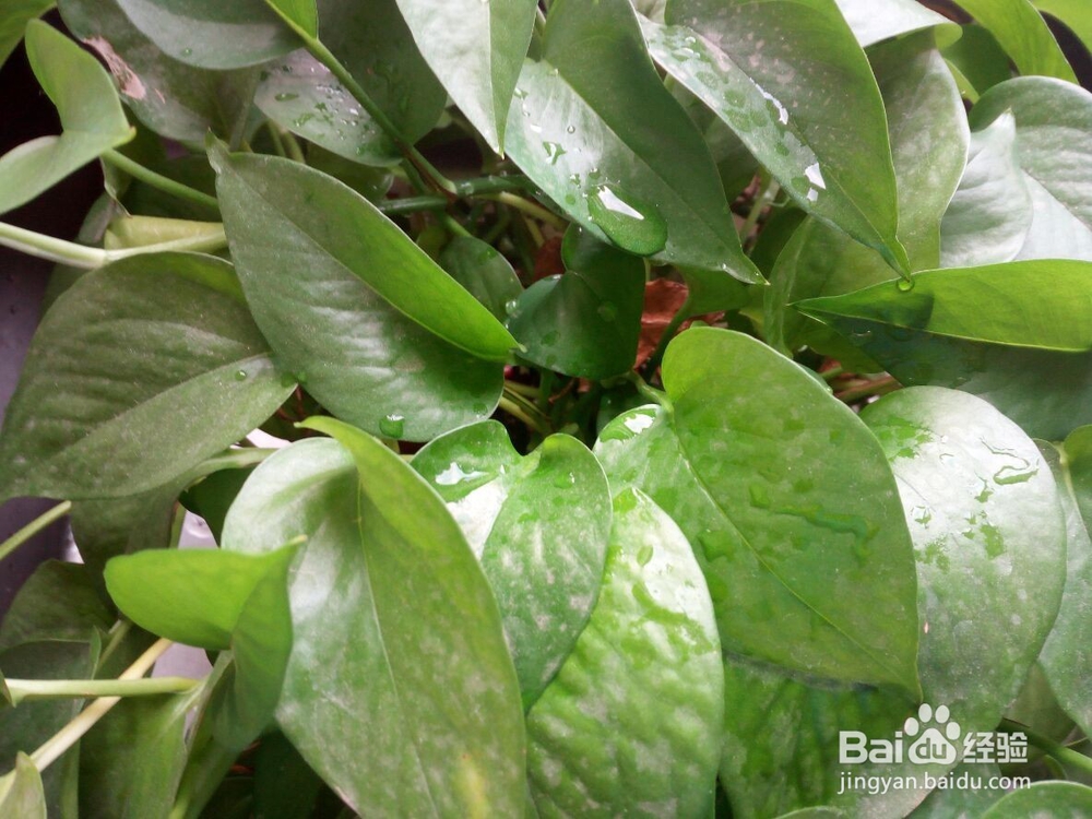 一根绿萝水培怎么变成好多根