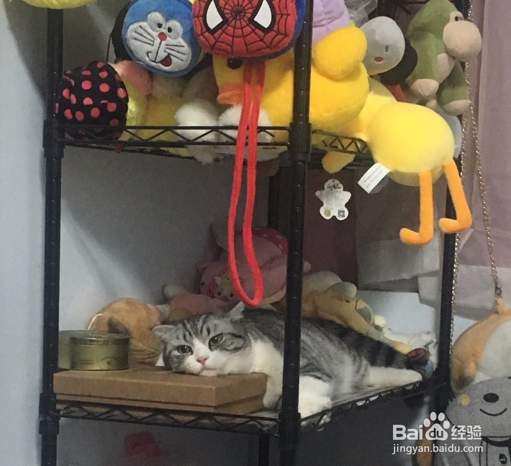 猫晚上太吵怎么办