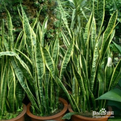 虎皮兰烂根怎么办