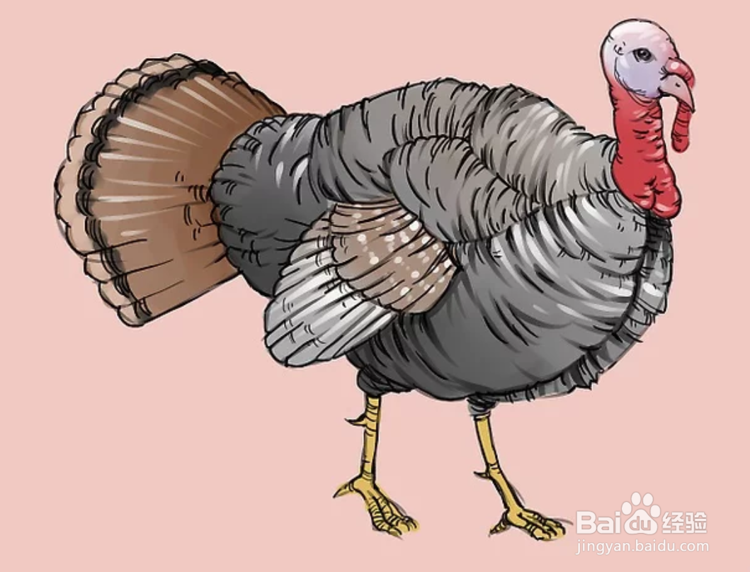 如何画一只火鸡