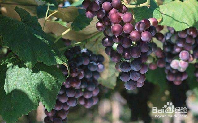 葡萄膨果的要点和转色的要点