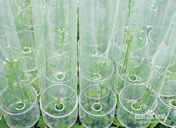 柜子里有甲醛异味怎么办