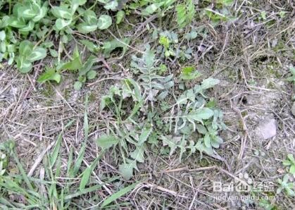 怎样包荠菜馅饺子