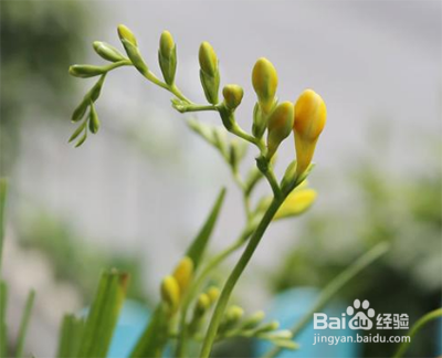小苍兰鲜切花怎么保鲜
