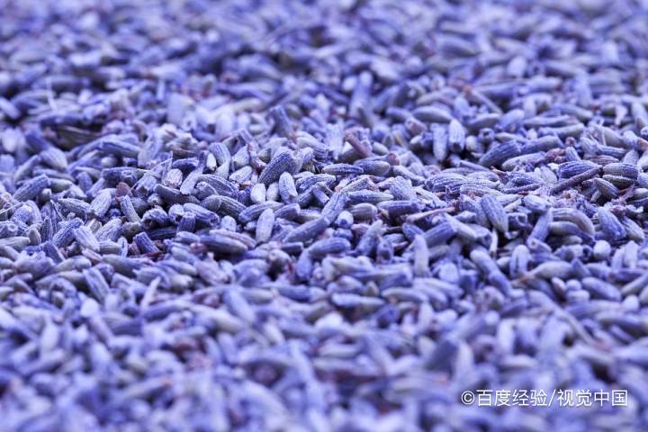 薰衣草可以助睡眠吗