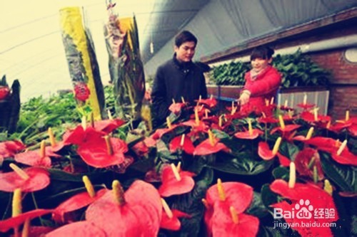 怎样更好地养花？