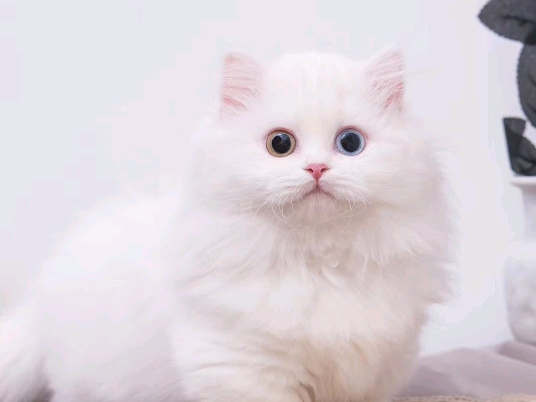 纯白拿破仑眼睛什么颜色