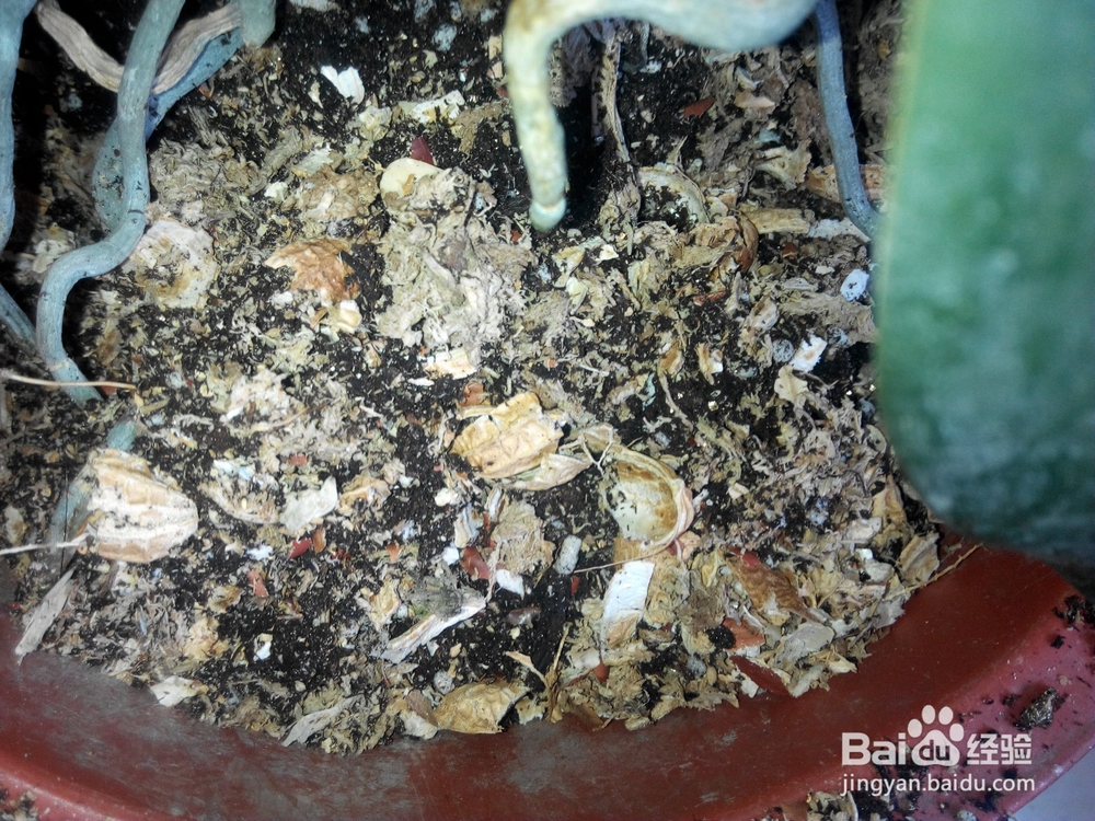 蝴蝶兰换土要提前准备