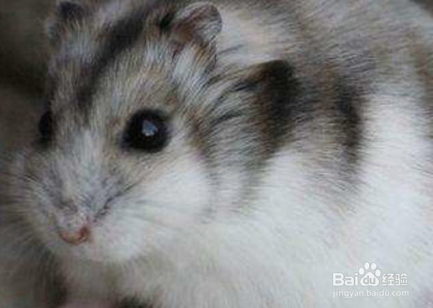 新手养什么仓鼠好容易饲养的仓鼠