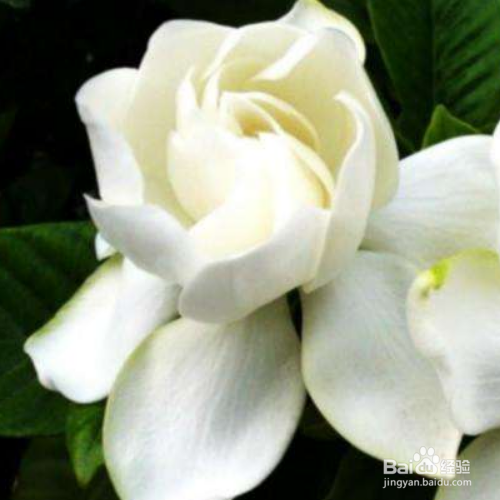 栀子花不开花是怎么回事?