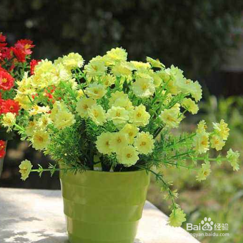 盆栽的小菊花枯萎了怎么办？
