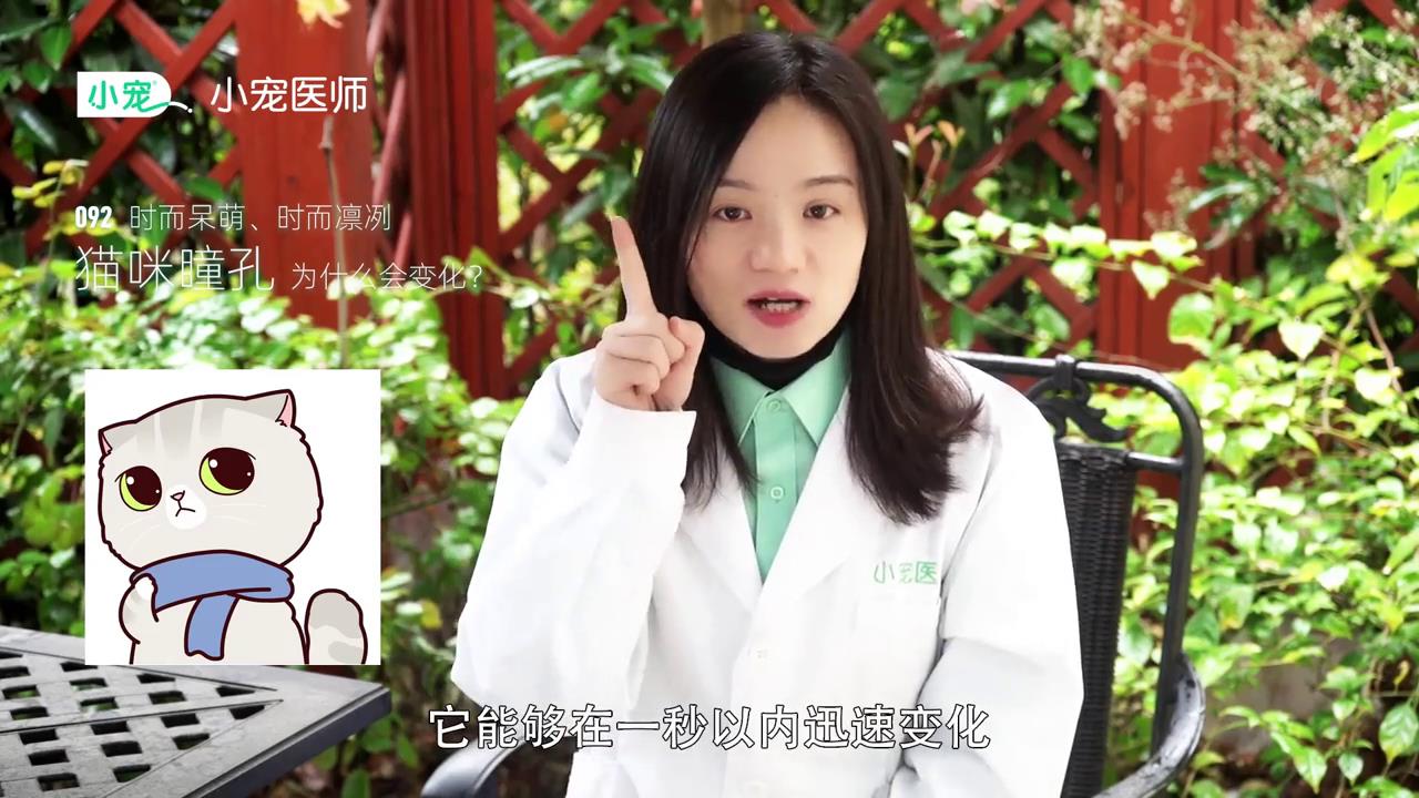 猫咪瞳孔为什么会变化