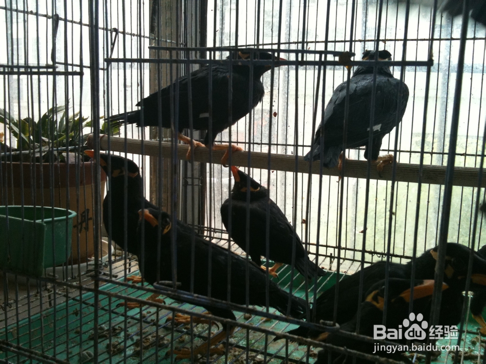 创业实战分析鸟类销售店