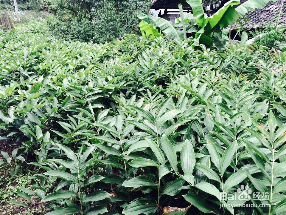 玉竹苗怎么培植