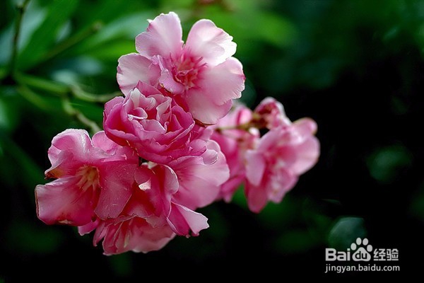 不宜摆放在家里的10种花草植物