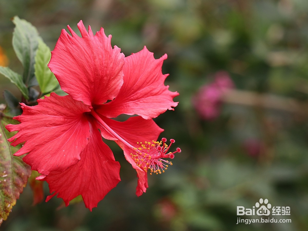 扶桑花怎么修剪